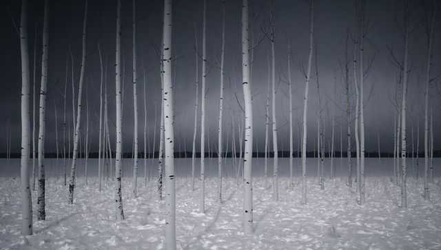 Standing white birch trunks in silent snowy grove under moody winter sky, monochrome