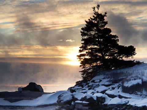 Majestic Tree Silhouette against Winter Sunset over Snowy Landscape