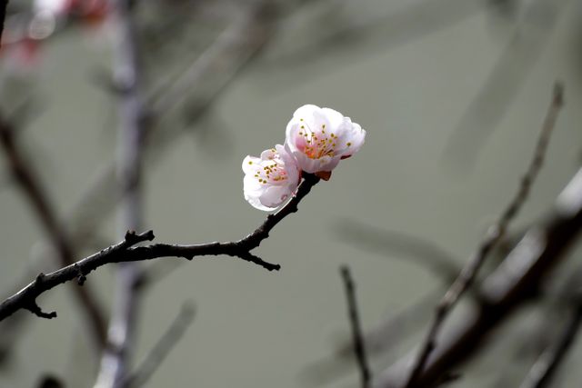 Delicate Cherry Blossoms on a Bare Branch Close-Up - Download Free Stock Photos Pikwizard.com