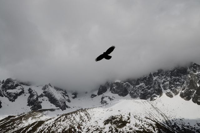 This visually striking scene shows a lone bird soaring against an overcast sky, with snow-covered mountain peaks in the background. Ideal for use in nature magazines, travel blogs, and websites promoting adventure or exploring the great outdoors.