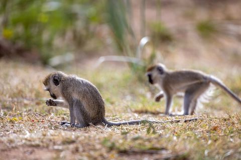 Vervet monkeys foraging on dry grassland with young inspecting tiny red fruit