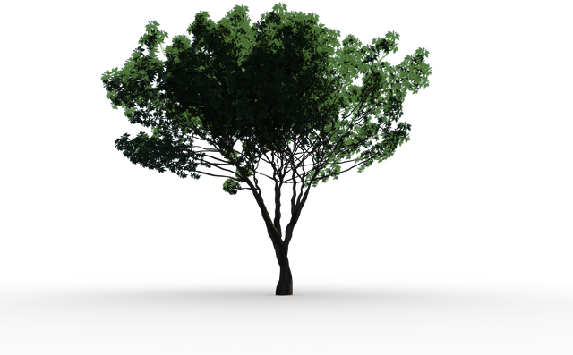 Small Tree with Green Leaves Transparent Background - Download Free Stock Videos Pikwizard.com