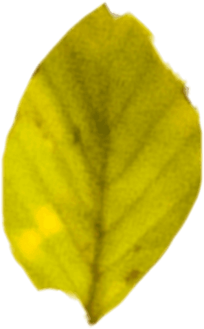 transparent green leaf vector illustration signifying fall - Download Free Stock Videos Pikwizard.com