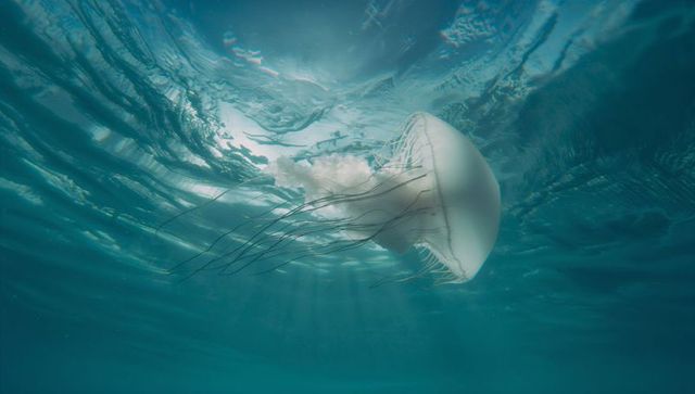 Gliding Jellyfish in Serene Water with Sunlit Ripples