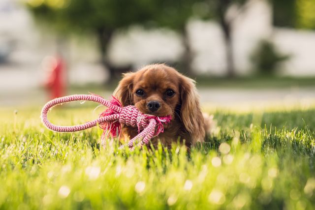 Puppy lying on grass in a park holding a rope toy in its mouth. Captivating and heartwarming, suitable for uses in articles about pets, pet care, playful behavior of dogs, or promotional materials for pet products.
