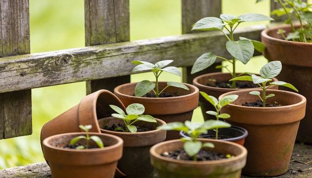 Terracotta pots sprouting seedlings on weathered wooden ledge for rustic backyard gardening
