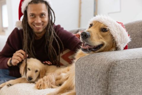 Smiling man with golden retriever and puppy wearing santa hats on cozy sofa