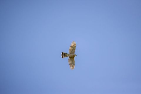 Sparrowhawk soaring across clear blue sky with outstretched wings and striped tail