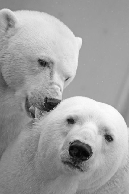 Image depicts close-up of two polar bears displaying affection. Ideal for wildlife photography, conservation topics, Arctic life, nature documentaries, and educational materials.