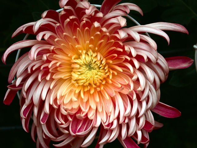 Close-Up of Blooming Chrysanthemum Flower with Pink and Yellow Petals - Download Free Stock Photos Pikwizard.com