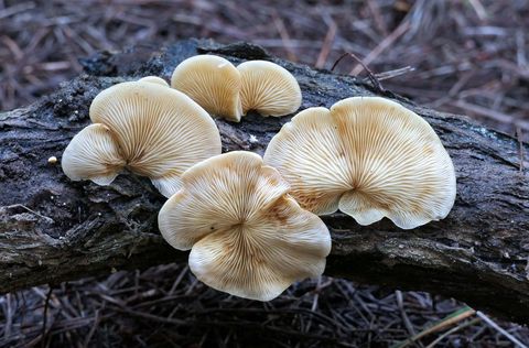 Wild Oyster Mushrooms Growing on Fallen Log in Forest