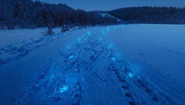 Glowing blue tire tracks and bioluminescent footprints on snow-covered trail at twilight