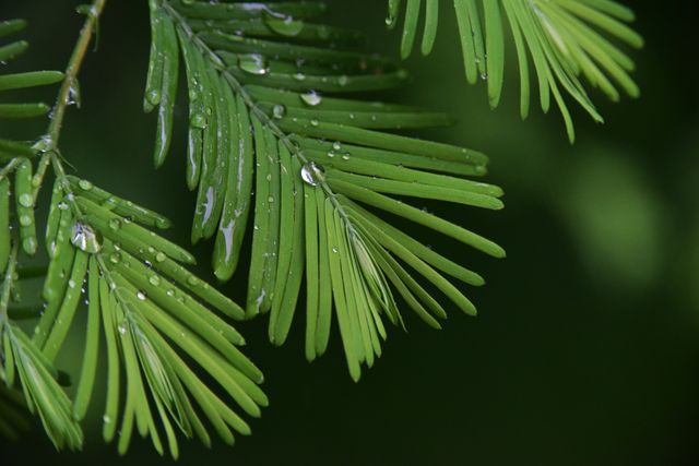 This image showcases a close-up of evergreen leaves with dew droplets, emphasizing the fresh and calming essence of nature. Ideal for use in botanical studies, environmental conservation campaigns, relaxation content, and wellness articles.