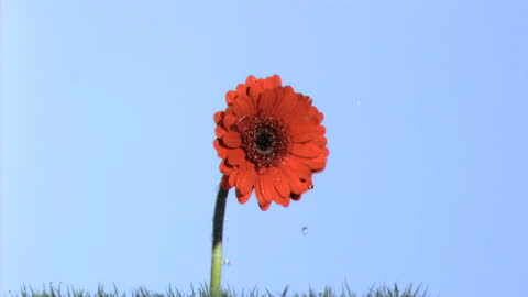 Gerbera Flower with Water Dripping in Slow Motion Outdoors