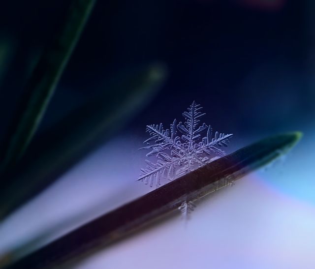 Beautiful close-up of a single snowflake resting on a pine needle, showcasing the intricate patterns and delicate beauty of ice crystals. Ideal for use in seasonal promotions, nature blogs, winter-themed projects, and educational materials about the science of snowflakes.