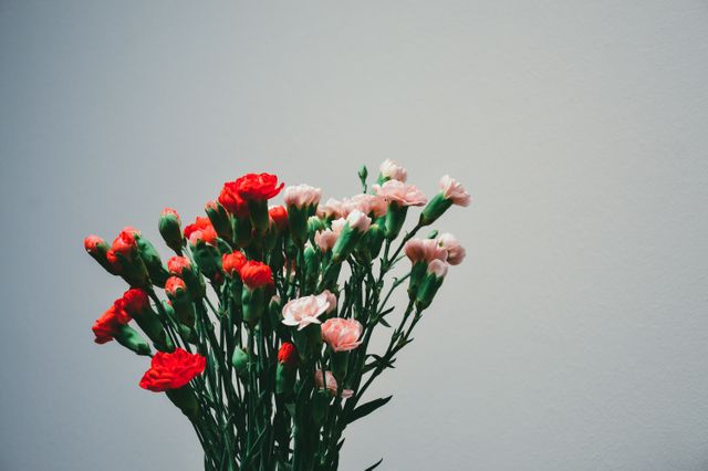 The image showcases a bouquet of pink and red carnations against a plain gray wall, capturing the beauty and simplicity of the flowers. This can be used in various ways, such as for floral arrangements, decorating inspirations, backgrounds for greeting cards, wallpapers, botanical designs, and promoting themes of minimalism and natural beauty.