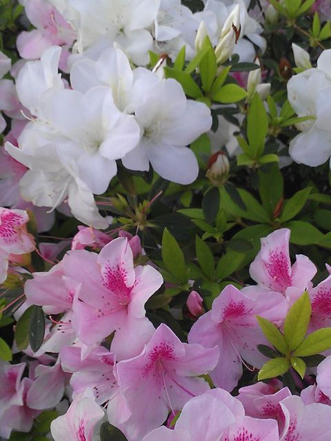 Beautiful close-up shot of pink and white azaleas, perfect for gardening blogs, floral-themed presentations, and promotional materials for gardening products. The vibrant colors and detailed petals highlight the beauty of nature in spring.