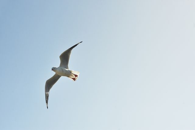 Seagull Soaring in Clear Blue Sky on a Sunny Day - Download Free Stock Photos Pikwizard.com