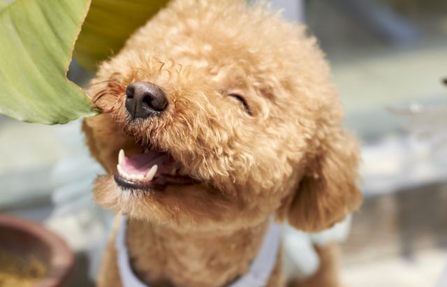 Curly-haired poodle wearing white collar, basking in sunlight, showing joyful expression. Perfect for themes of pet care, happiness, nature, or summer. Great for blogs, pet supply advertisements, or social media posts.