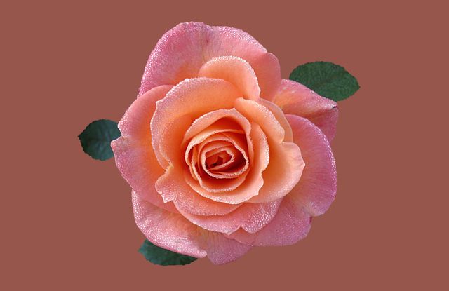 Dew-covered Peach Rose Flower in Full Bloom Isolated on Brown Background - Download Free Stock Photos Pikwizard.com