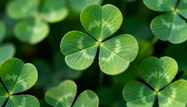 Macro Four-Leaf Clover Standing Out Among Shamrocks Showing Vein Detail and Texture