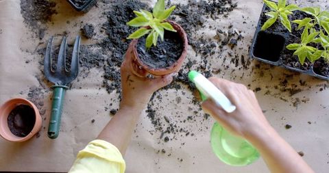Gardening enthusiast potting and watering young saplings