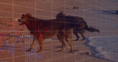 Two longhaired dogs walking shoreline at golden hour with financial graph overlay
