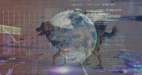 Digital earth data overlay on walking dog on wet sand coastal code visualization