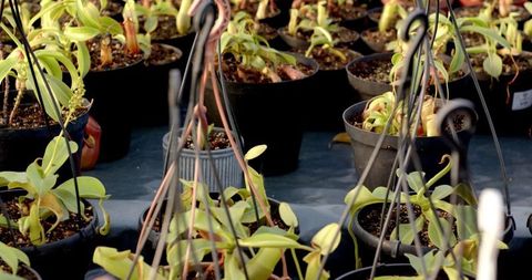 Vibrant pitcher plants hanging in greenhouse environment