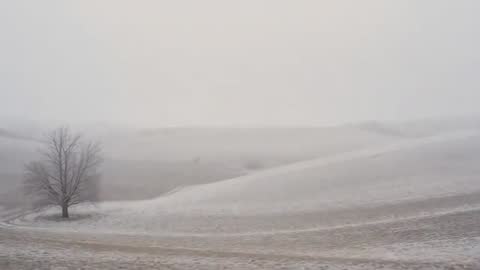 Fog drifting across frosted rolling fields with solitary leafless tree and winding track