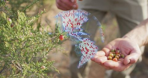 Farmer harvesting berries with holographic globe overlay for precision agriculture
