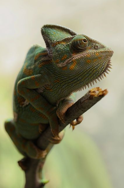 Chameleon sitting on tree branch with blurred natural background. Useful for wildlife presentations, animal documentaries, nature magazines, educational content, and exotic reptile exhibits.