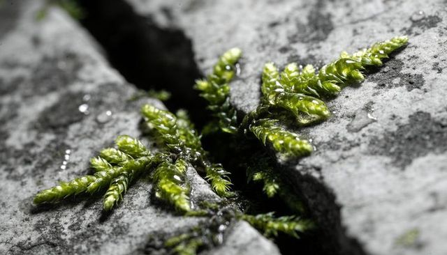 Vibrant moss fronds sprouting from cracked stone with dew drops and lichen texture