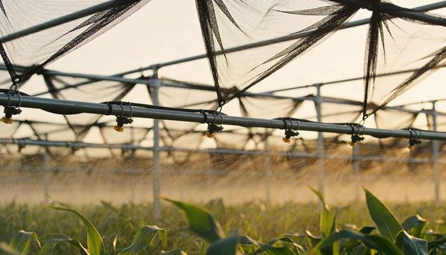 Spraying microirrigation mist over protected crop rows in shadehouse during golden hour