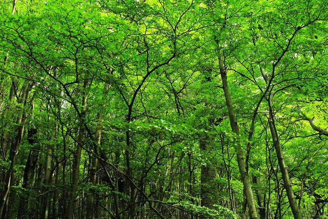 Dense Green Forest Canopy in Bright Sunlight - Download Free Stock Photos Pikwizard.com