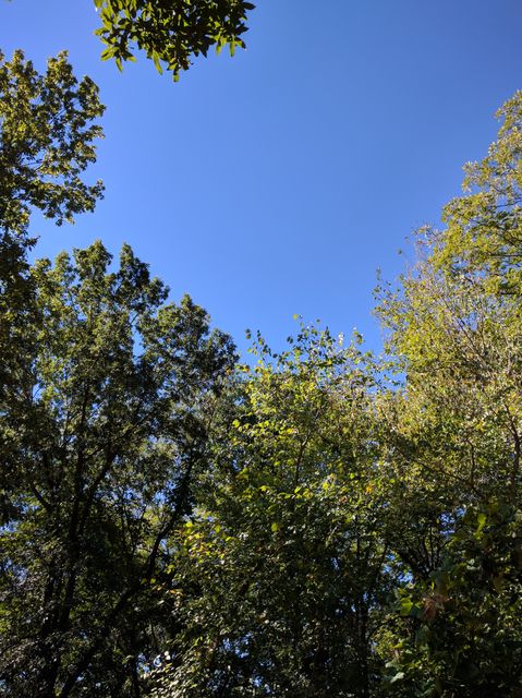 This shows the tops of green trees against a clear blue sky. Ideal for use in travel and tourism ads, nature conservation campaigns, paintings of serene landscapes, or environmental blogs.
