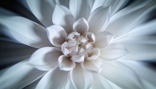 Ivory dahlia macro revealing veined petals and curled florets in soft radial bloom