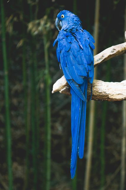 Indigo bunting Macaw Bunting - Download Free Stock Photos Pikwizard.com