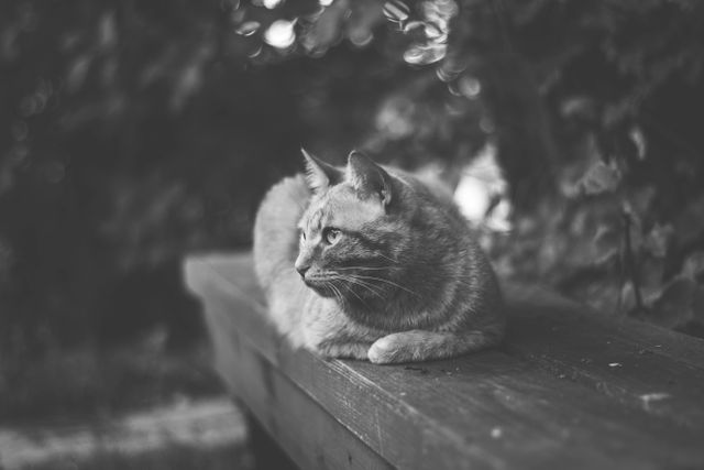 Black and white image shows a cat lying on a wooden bench in a garden. The natural surroundings add to the tranquil and peaceful atmosphere, providing a vintage feel. Ideal for use in pet-related content, relaxing themes, garden scenes, or nature-focused projects.
