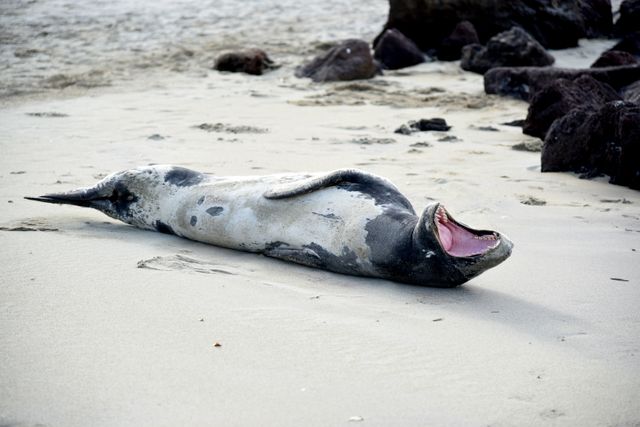 Resting seal lying on sandy beach near rocks, showcasing wildlife behavior and coastal habitats. Ideal for marine biology education, nature conservation awareness, and wildlife photography enthusiasts.