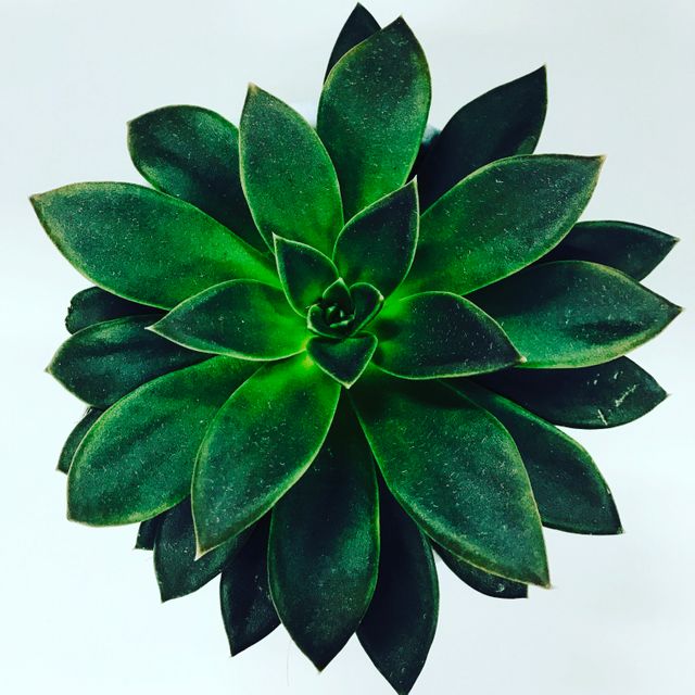 Shows vibrant green succulent with symmetrical leaf pattern from above against plain white background. Ideal for use in botanical articles, gardening blogs, interior design websites, and promotions of natural decor. Can also be used in educational materials related to plant biology and minimalistic design inspiration.