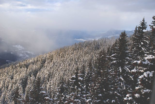 Snow covered pine trees stretch across a mountainous landscape under a cloudy sky, creating a serene winter scene. This image is perfect for use in nature magazines, travel blogs, winter sports advertisements, and environmental conservation campaigns.