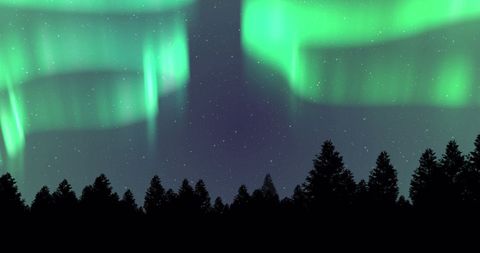 Northern Lights Illuminating Winter Forest with Fir Trees