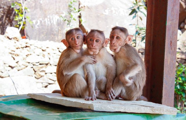 Three monkeys are sitting close together, showcasing a sense of companionship and natural behavior. This image can be used to illustrate themes of wildlife, animal interaction, primate behavior, and nature. It is suitable for wildlife documentaries, educational materials, environmental campaigns, and animal conservation projects.