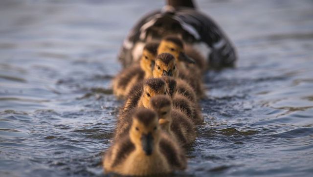 Ducklings paddling single-file behind mother on calm pond at golden hour