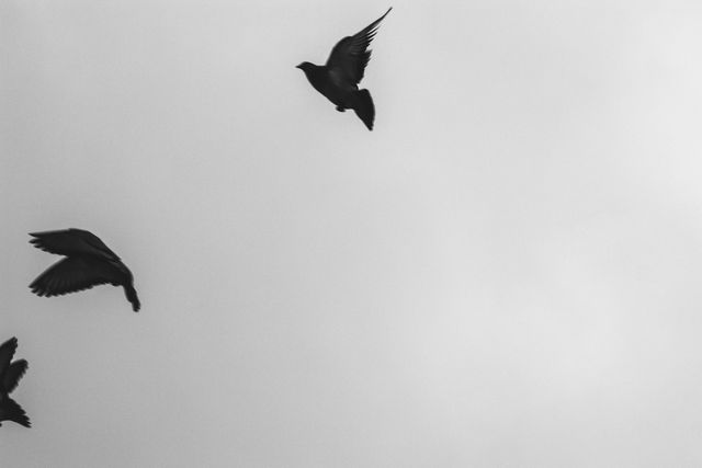 Black and white pigeons flying against a cloudy sky backdrop. Ideal for themes of freedom, nature, minimalism, and motion. Suitable for use in websites related to nature, ornithology, or art. Can also be used in book covers and posters to evoke a sense of movement and simplicity.