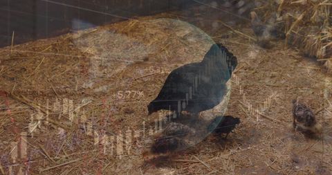 Futuristic Data Analysis Interface with Farm Hens Background