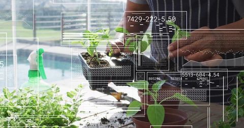 Senior Gardener Repotting Seedlings at Sunlit Sunroom Table with Digital HUD Overlays