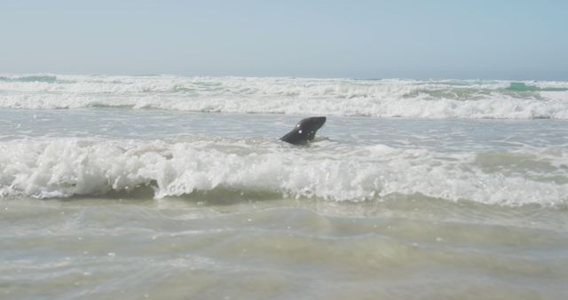 Seal Relaxing in Ocean Waves on Sunny Beach - Download Free Stock Images Pikwizard.com