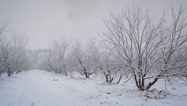 Snow-blanketed orchard rows lining frosty path, bare-branched trees creating serene winter landscape